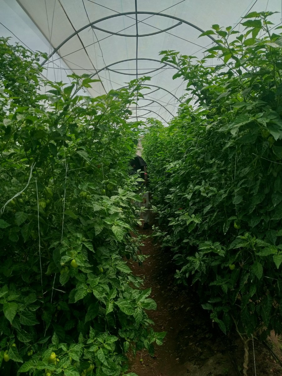 MikeAgrow's tweet photo. How tall is your pepper plant 
Quote this one tall crop you have. 
I want to check something https://t.co/JNiIvOgC0W