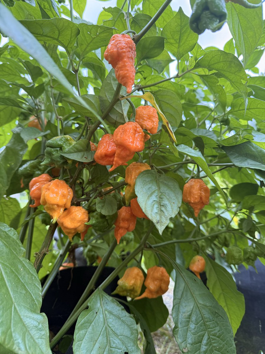 HabaneroHarman tweet picture