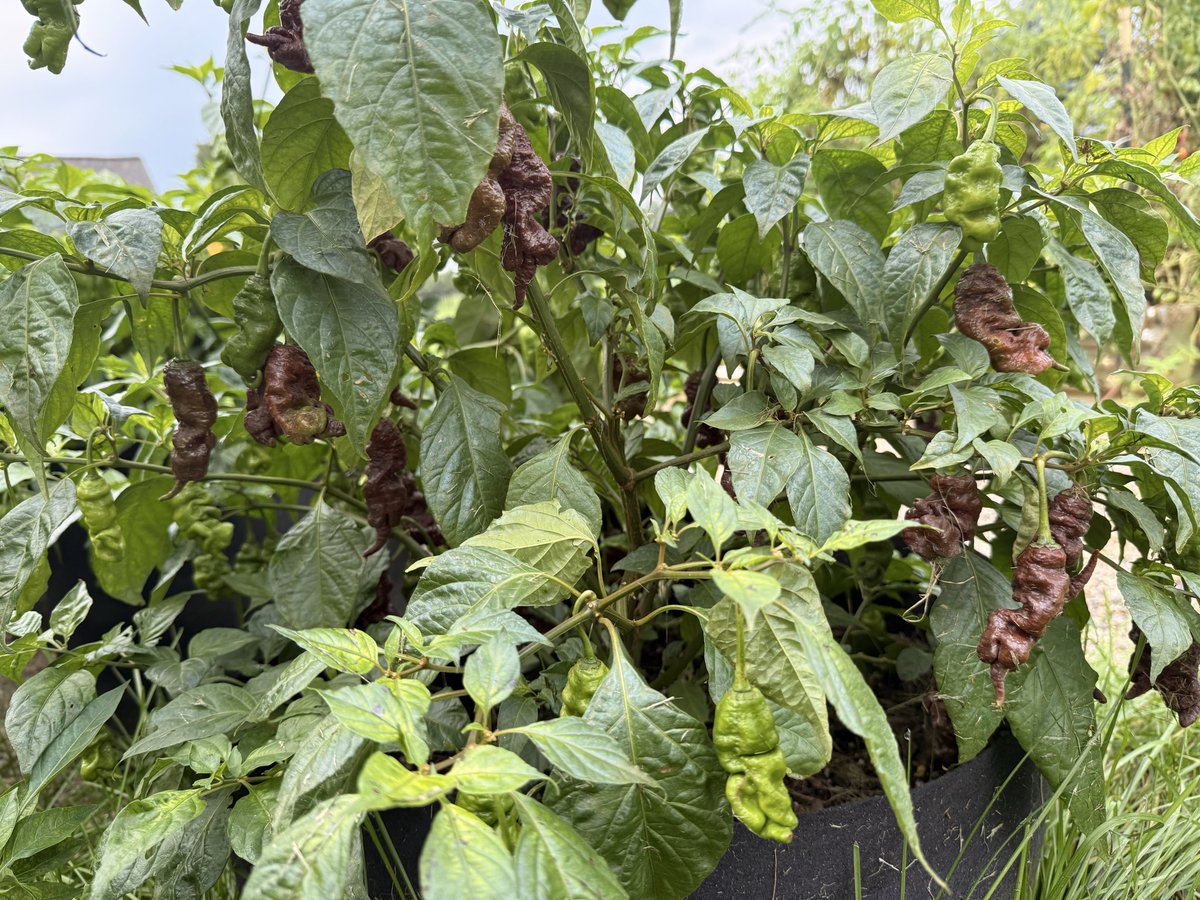 HabaneroHarman tweet picture