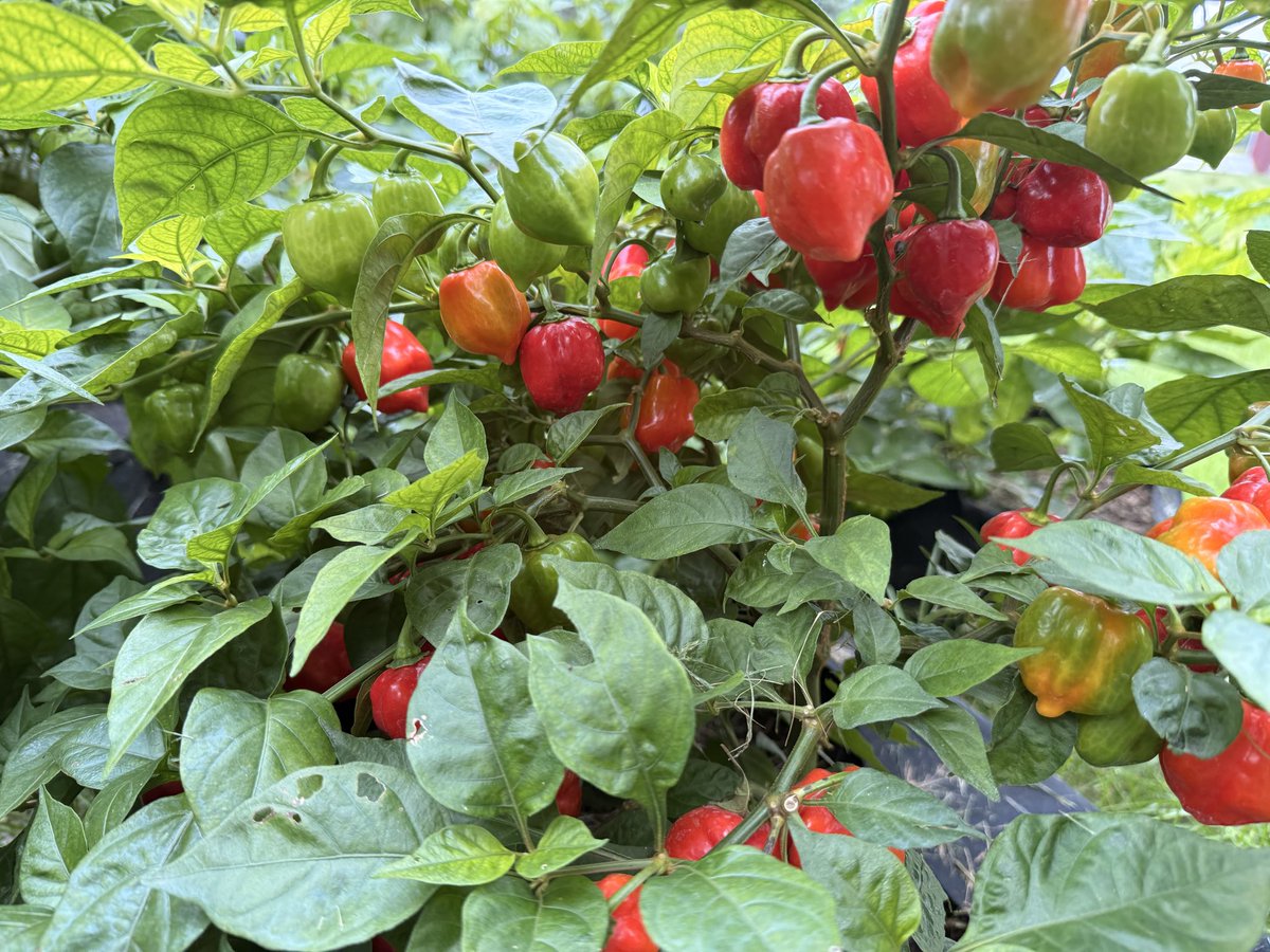 HabaneroHarman tweet picture