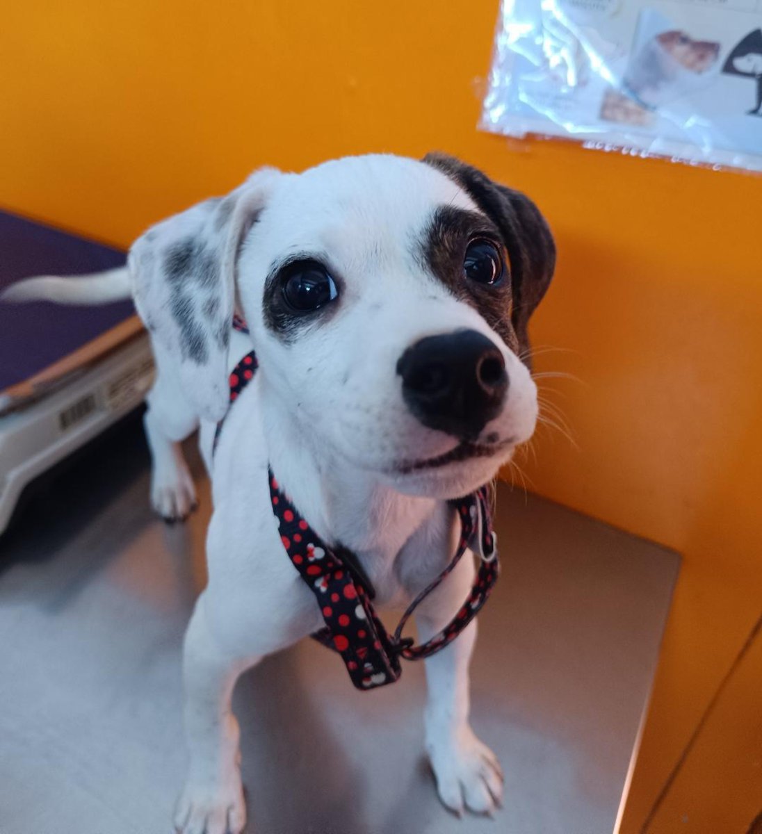 AnimalParaiso's tweet photo. Esta hermosura de perrito busca familia adoptiva, tres meses de edad, muy bien portado, está desparasitado y con su segundo vacuna al día.

Contacto al WhatsApp +56 9 4849 4285. #Viña https://t.co/MjklW3sOhz