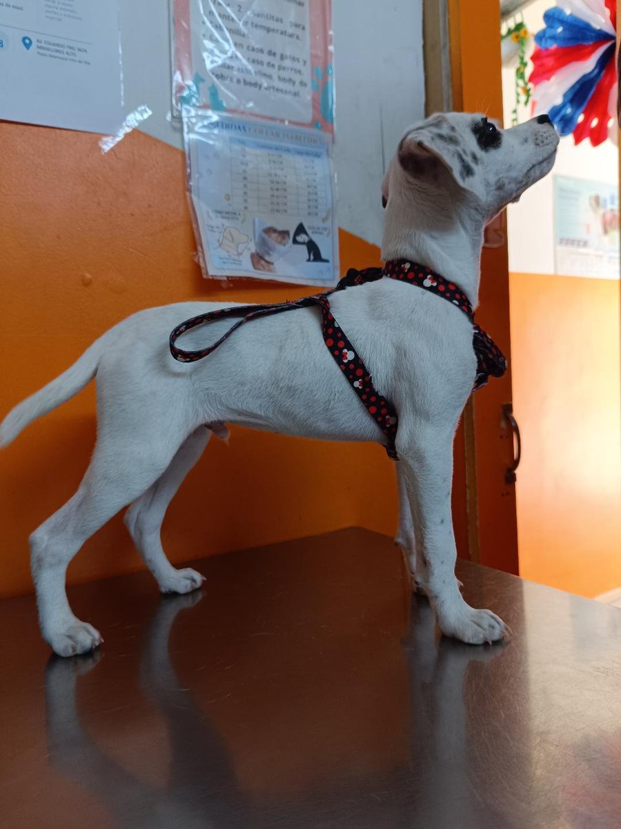 AnimalParaiso's tweet photo. Esta hermosura de perrito busca familia adoptiva, tres meses de edad, muy bien portado, está desparasitado y con su segundo vacuna al día.

Contacto al WhatsApp +56 9 4849 4285. #Viña https://t.co/MjklW3sOhz