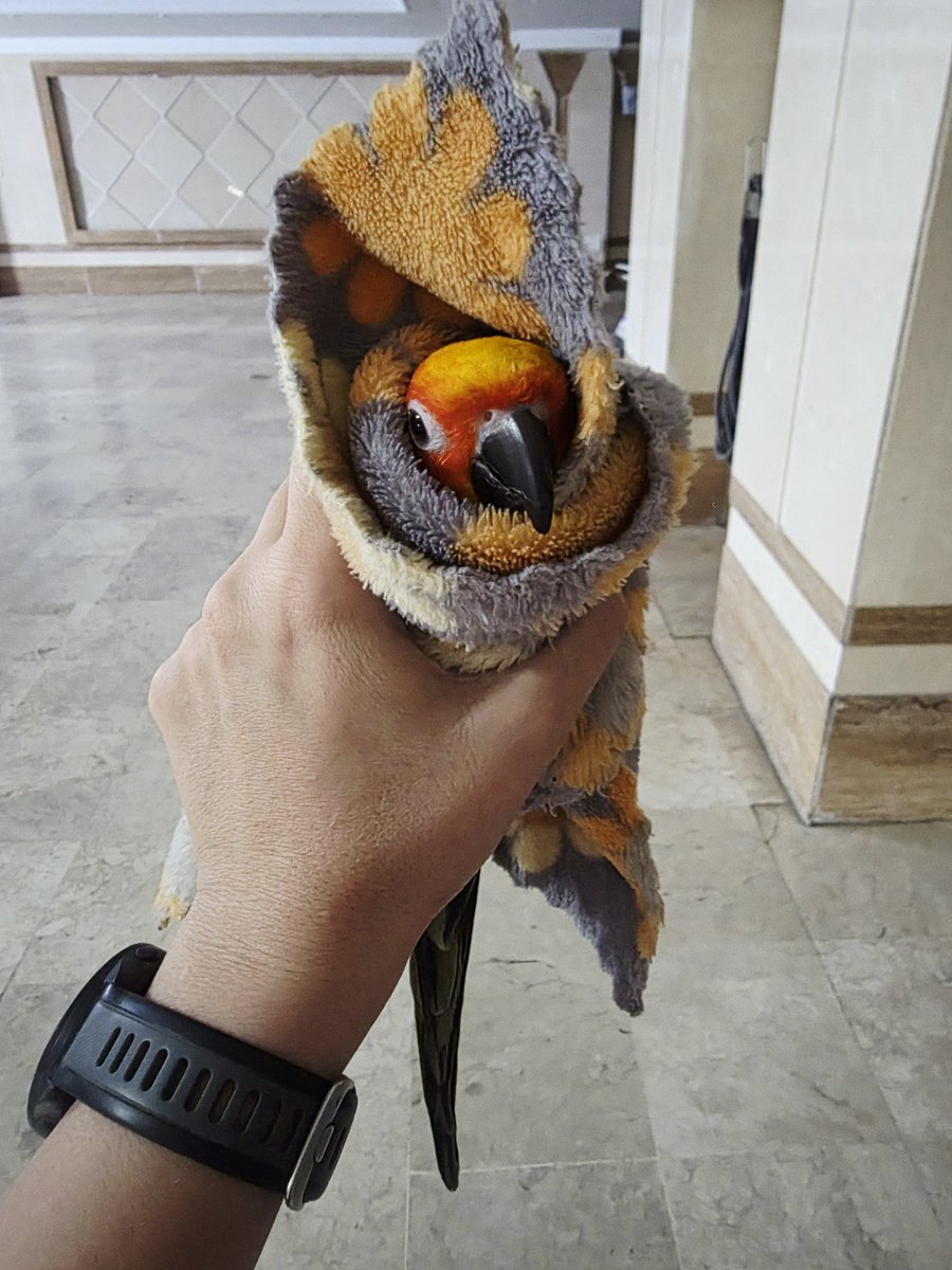 Rimsh4a's tweet photo. الان تو ماشین یهو از چونه ی من چنان گازی گرفت ۶ متر پریدم بالا🤦🏻♀️ باز دوباره دیوونه شده😭
#Riko
#SunConure https://t.co/vB51mCJwKP