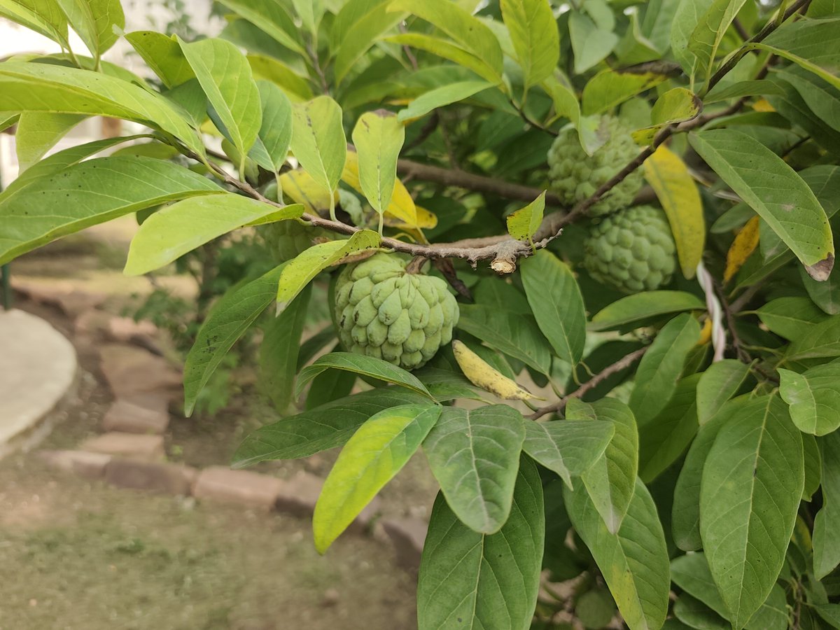 Rohitashwa14's tweet photo. #Sharifa
 what a pleasing view 
#plantation https://t.co/RkUYyY3HZF