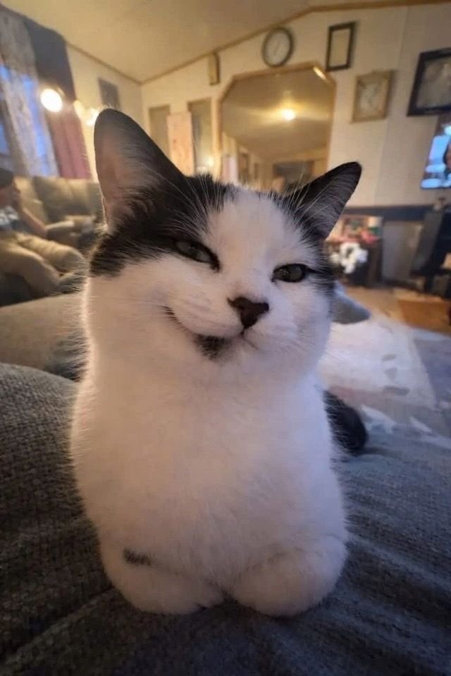 gaycatbin tweet picture
