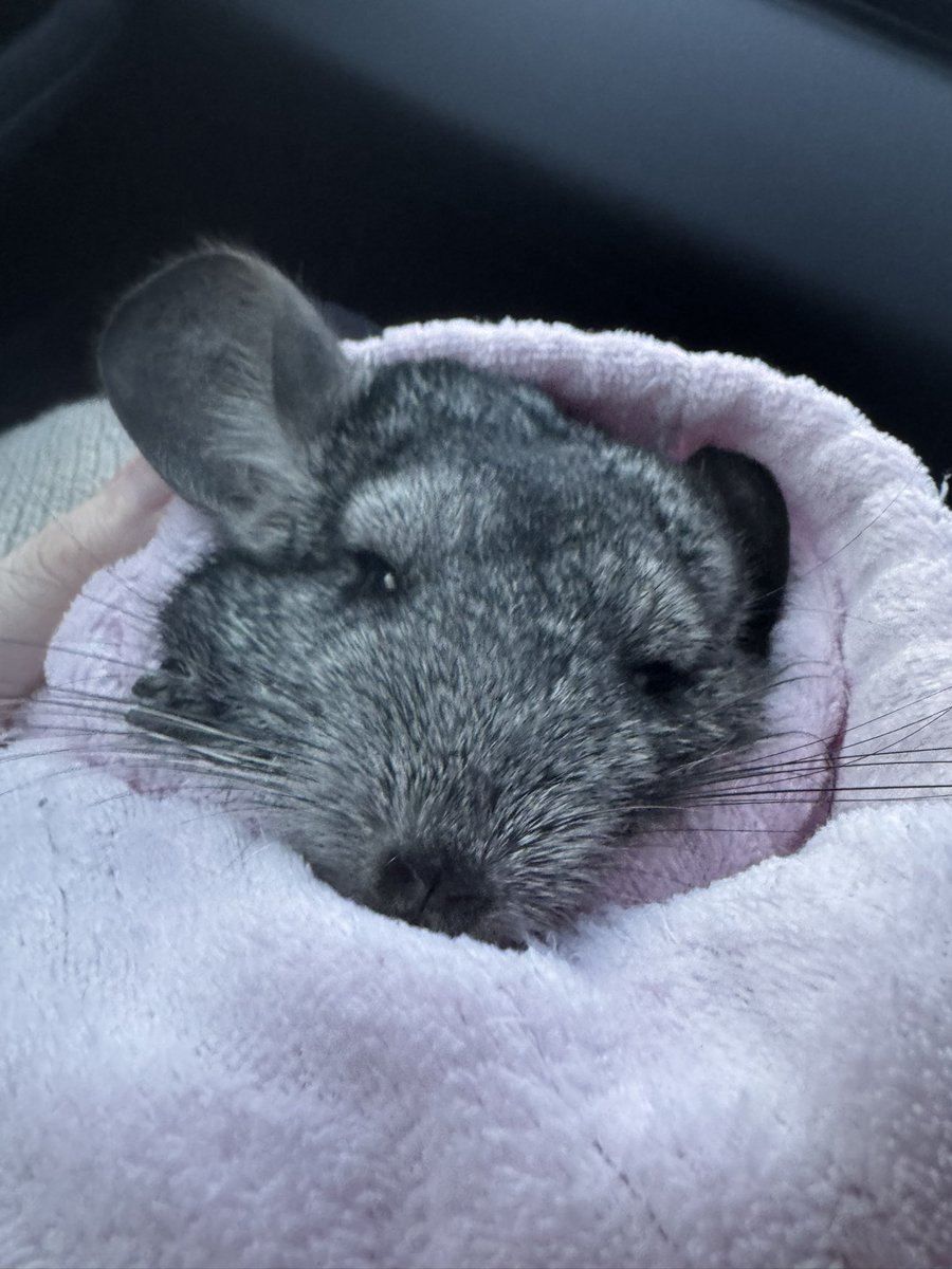 j4des's tweet photo. very unexpectedly lost my wee boy last night. we knew he wasn’t going to make it so me &amp; craig had him snuggled in the bed with us for 3 hours then took him to the vets. right before they were going to put him to sleep, he passed away on the table. sweet dreams my wee fluff ♥️ https://t.co/fEflv5ZDuy