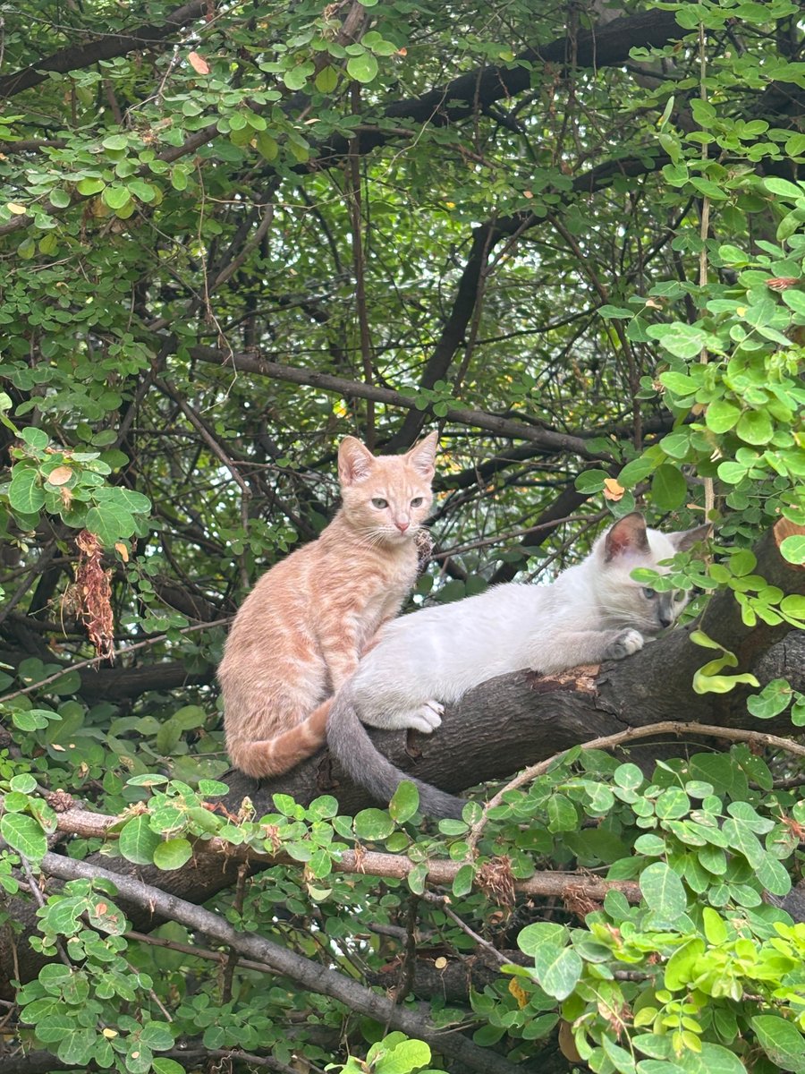 DefensoresAn's tweet photo. A Y U D A !!! @Proanimal_gye @alcaldiagye @taticoronelf @segura_ep. Abandonaron 20 gatos en el PARQUE LINEAL DE KENNEDY NORTE. Requieren desparasitarse interna y externamente o el PARQUE ENTERO se infestará de parásitos !! @carlosroman85 @LFC014 @DiegoSpotorno @Gio_Dupleint https://t.co/P6BVAZrlca