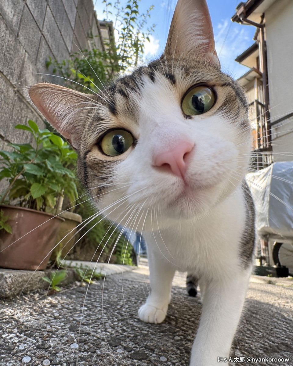 nyankorooow's tweet photo. かわいいの圧が強い https://t.co/50sVVBFudP