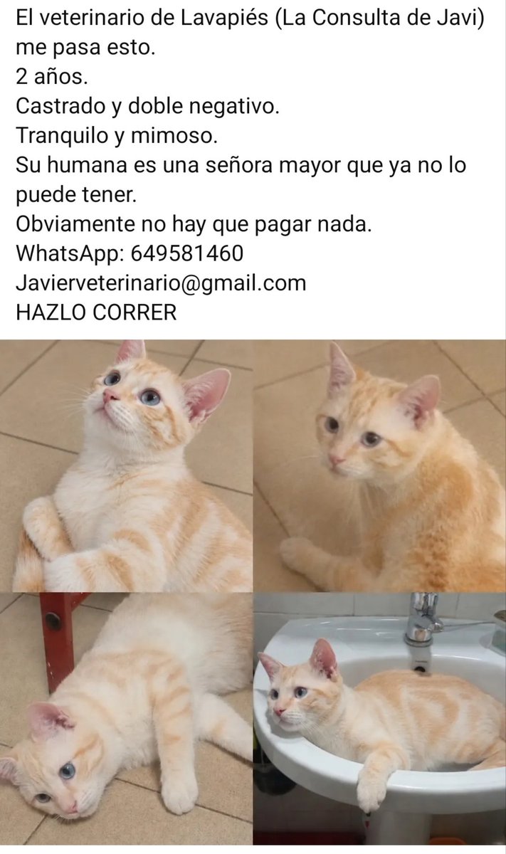 CefiroyCoco's tweet photo. A esta preciosidad, su humana, q está muy mayor, no puede seguir cuidándolo 🥺
#Madrid
Muy tranquilo y cariñoso ❤️
Dos añitos. Sano
Busca un nuevo hogar 🙏🏼📢📢📢
Contacto ⬇️ https://t.co/IFu7hI93Sb