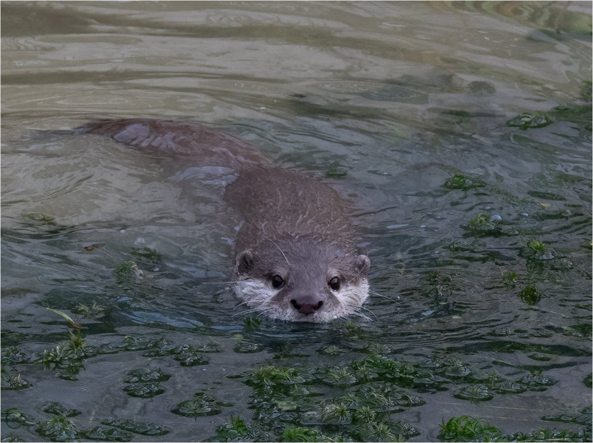 JohnCoc77805326's tweet photo. Little otter looking for tea🐟
#nature #PHOTOS #wildlifephotography
#bbccountryfilemagpotd #BBCWildlifePOTD @ThePhotoHour @wildlifemag @StormHour #photooftheday @Natures_Voice #nikonphotography #springwatch #otters @In_Otter_News2 https://t.co/MbMS6W5gE4