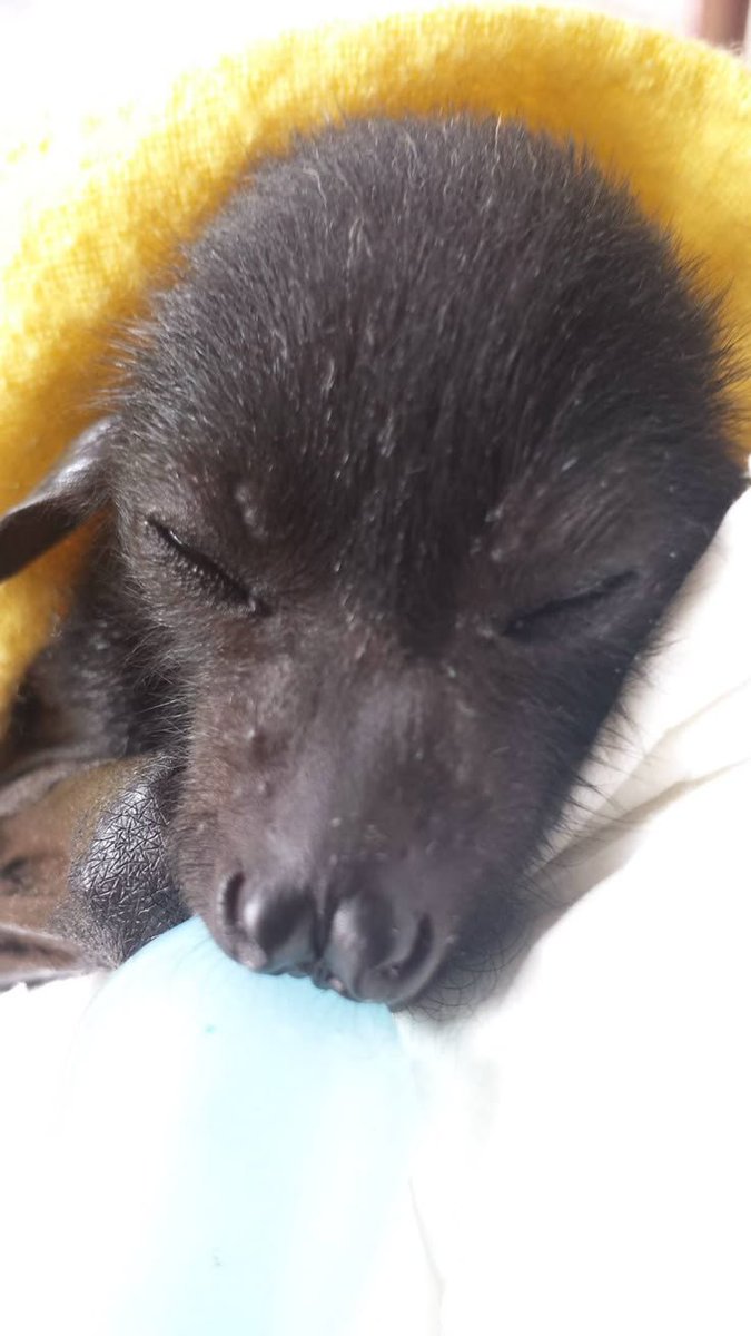 batincrisis's tweet photo. Good night 🦇 https://t.co/EURCOVY9PZ