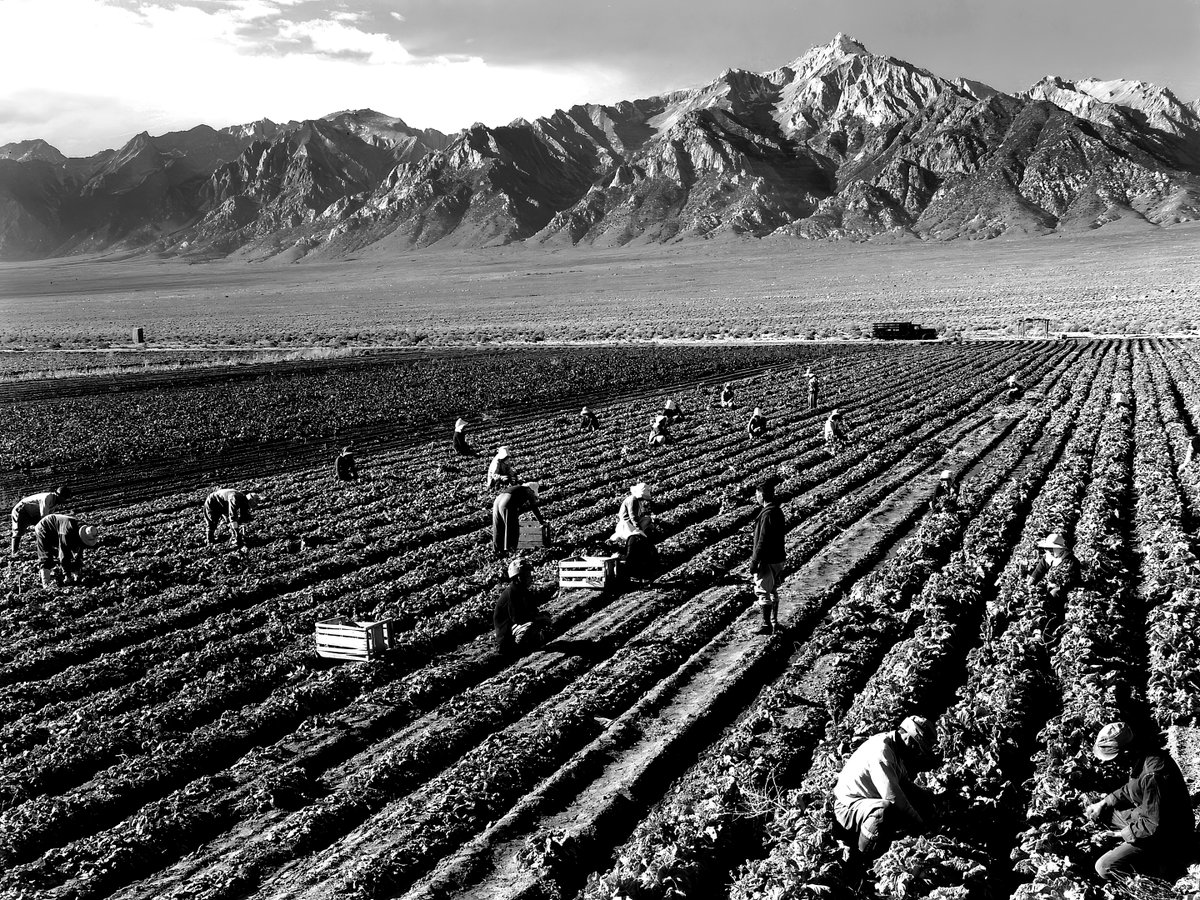monoeilblog's tweet photo. Ansel Adams - Ouvriers agricoles et mont Williamson - (1943)
#photo #foto #photography #anseladams https://t.co/1eB881Dm2T