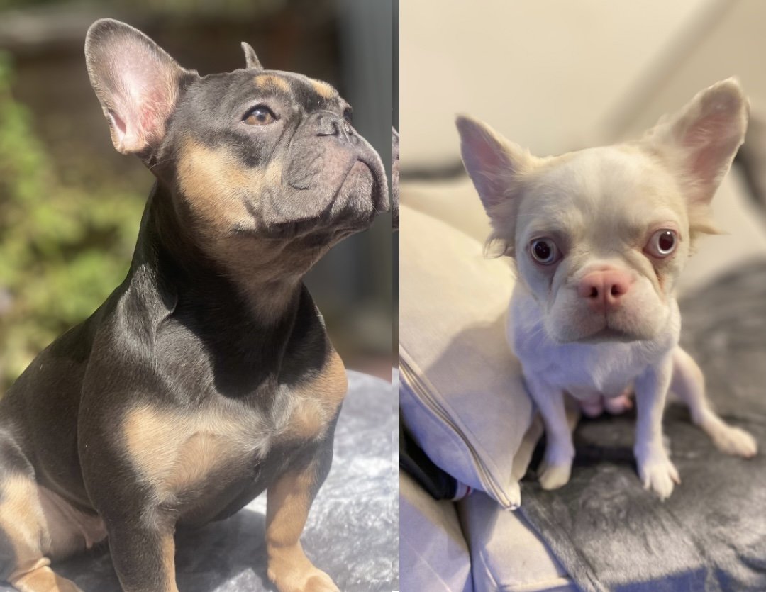 millypod1's tweet photo. 🆘22 AUG 2026 UPDATED TO #STOLEN #ScanMe
2 French Bulldogs Female
Rue-Black & Tan is now home
Bella-Cream #STILLMISSING
Sunnyside Road East #Edmonton #London #N9 #GreaterLondon Last seen running towards Edmonton Green Train Station
https://t.co/c4WSVjmqi7
https://t.co/CQFkVaptfU https://t.co/sUDzCGF6Xj