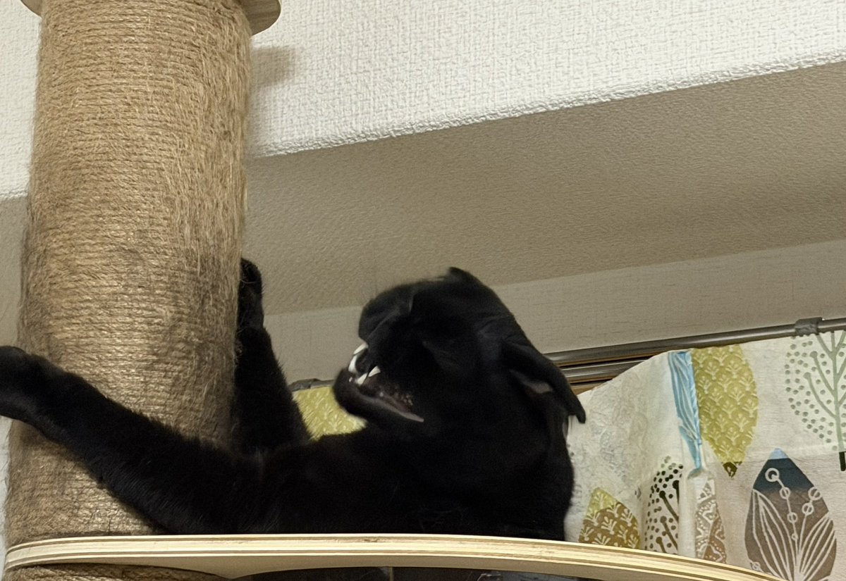 ace_guri's tweet photo. 悪い顔で笑ってる
#猫 #ねこのいる暮らし https://t.co/uND1vXfutJ