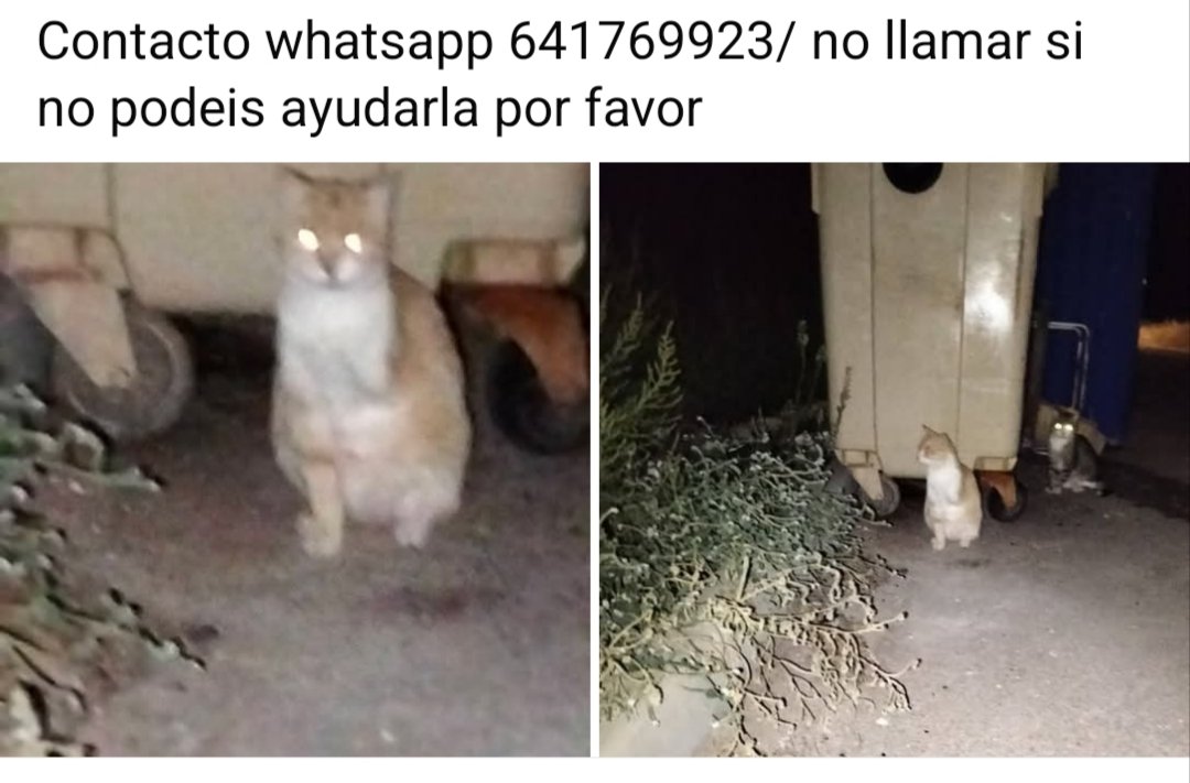CefiroyCoco's tweet photo. Está en #Madrid
Le falta una pata (posible ataque d perros pq está en zona d cazadores y se los azuzan)
NECESITA ACOGIDA URGENTE 🆘 
La chica q se encargaría no tiene dónde meterla 🙏🏼
Info y contacto ⬇️ https://t.co/Fe3lodL7K3