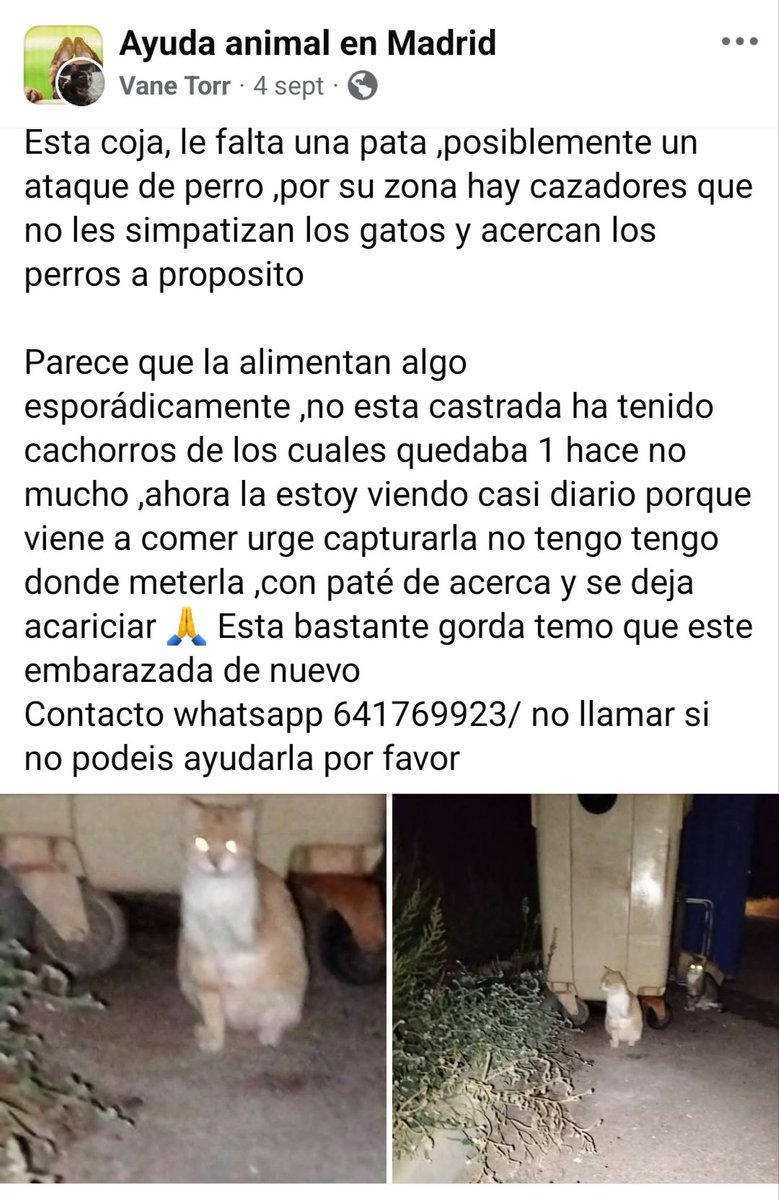 CefiroyCoco's tweet photo. Está en #Madrid
Le falta una pata (posible ataque d perros pq está en zona d cazadores y se los azuzan)
NECESITA ACOGIDA URGENTE 🆘 
La chica q se encargaría no tiene dónde meterla 🙏🏼
Info y contacto ⬇️ https://t.co/Fe3lodL7K3