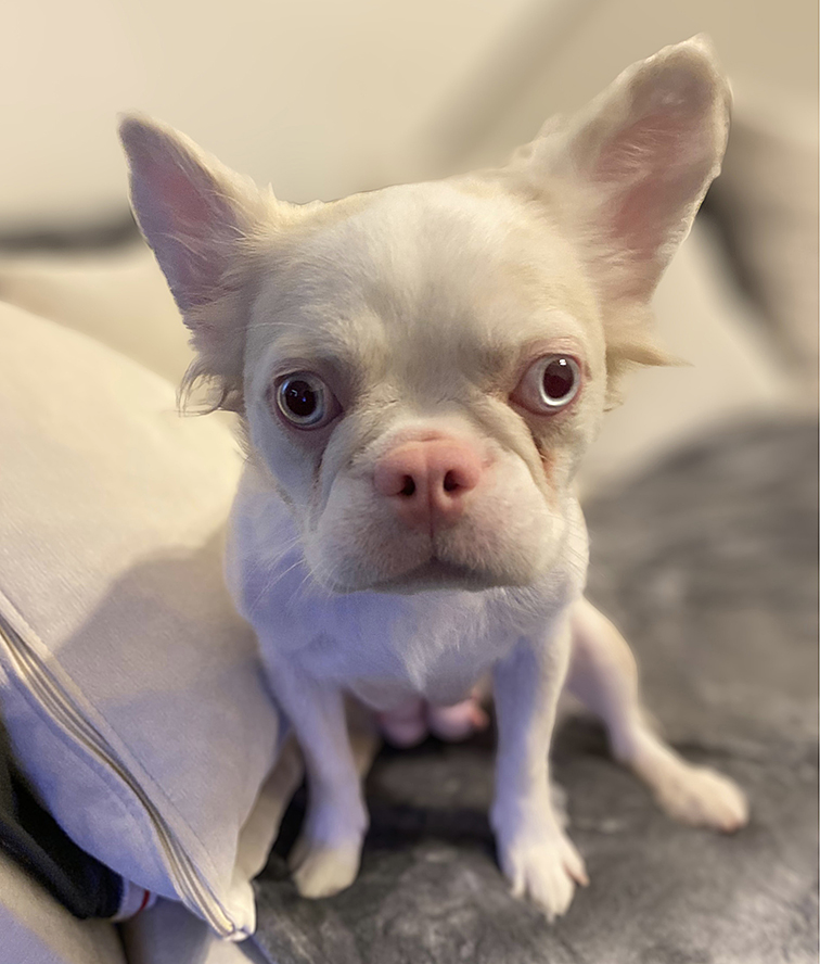 millypod1's tweet photo. 🆘22 AUG 2026 UPDATED TO #STOLEN #ScanMe
2 French Bulldogs Female
Rue-Black & Tan is now home
Bella-Cream #STILLMISSING
Sunnyside Road East #Edmonton #London #N9 #GreaterLondon Last seen running towards Edmonton Green Train Station
https://t.co/c4WSVjmqi7
https://t.co/CQFkVaptfU https://t.co/sUDzCGF6Xj