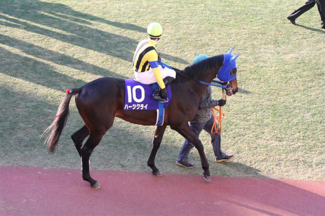 umapairs's tweet photo. Today’s third ship is Deep Impact x Heart’s Cry!
Headcanon in images.
Extra (from 🌙): Neither of these horses are in Uma Musume.
#DeepImpact #HeartsCry https://t.co/UP2v5KVXmO