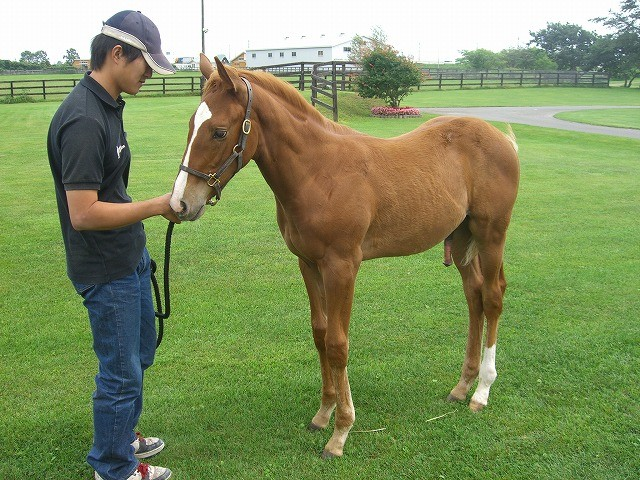 tomfoolery290's tweet photo. photo of foal orfevre i found one time from a blog post made in 2009 https://t.co/WtBI5bHqN0