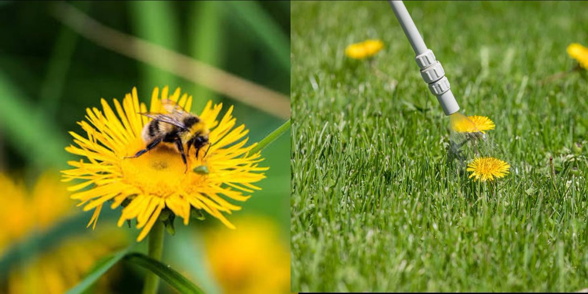 giveashitnature's tweet photo. Dandelions are one of the last flowers standing in the fall. Spray one with roundup and you're spraying every bumblebee queen that visits, just as she's preparing to hibernate. 

The flower doesn't die on contact. It takes days, and it keeps getting visited the entire time. Bumblebee queens are feeding hard right now, building the fat reserves that have to carry them through months underground with no colony and no food. Every queen that doesn't fatten up is a colony that doesn't start next spring.

Research from Finland found glyphosate-exposed bumblebees lost the ability to tell flowers apart by color, and lost their sensitivity to the ultraviolet patterns bees use to find nectar. 

Late solitary bees, hoverflies, and butterflies are working the same flowers too.

If the dandelions genuinely bother you, dig them out. A weeding fork gets the taproot.

Or leave them. The first hard frost takes care of it.