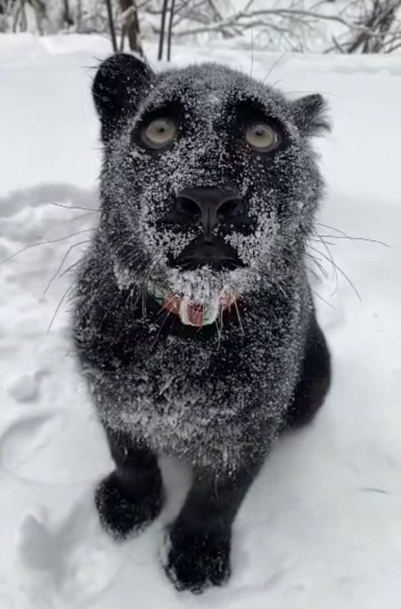 CatReviewer's tweet photo. funny felines https://t.co/BDfAFMN1To