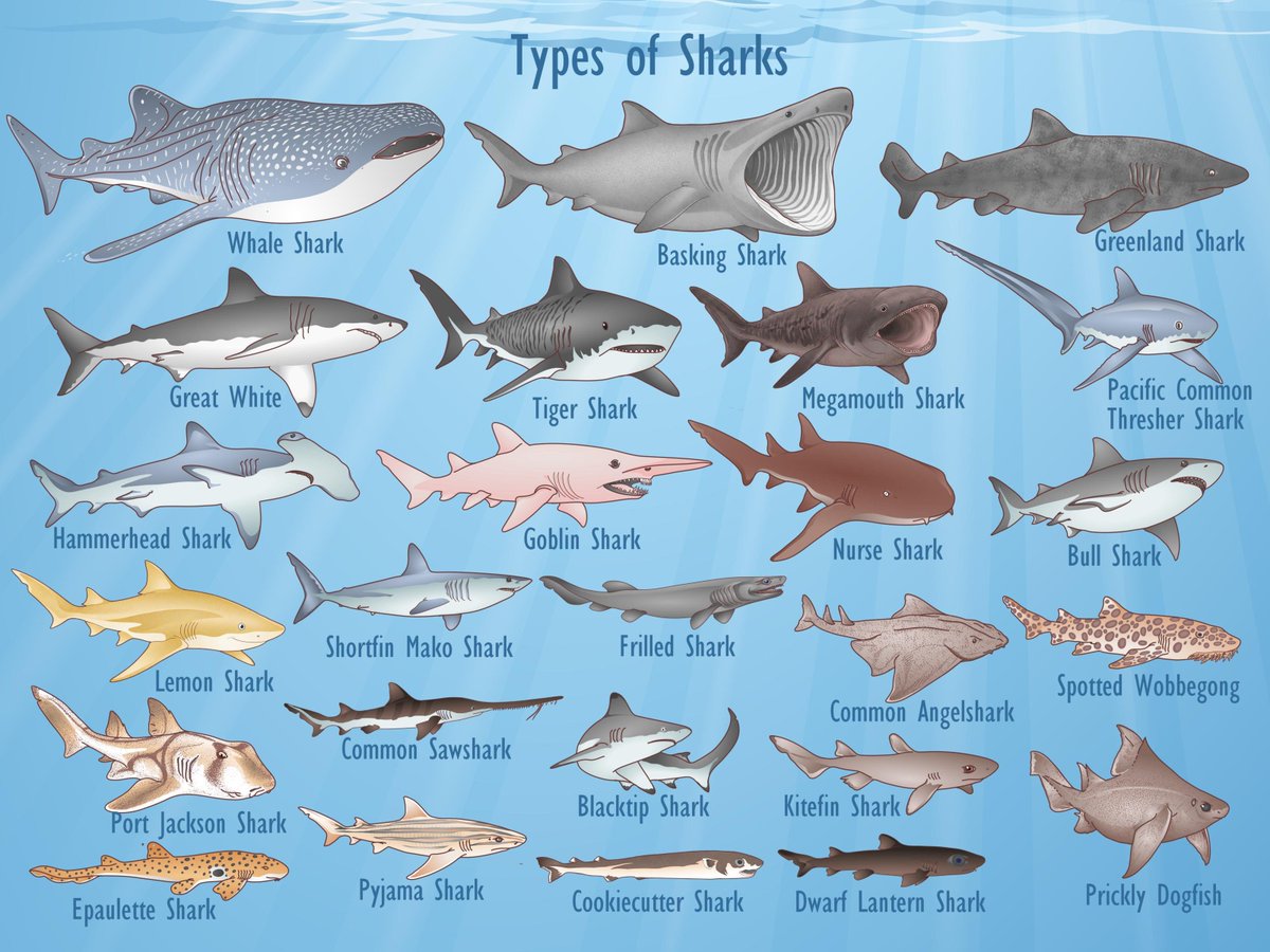 Jah_Neil's tweet photo. @cocobuttah_ So ma'am, there's a hood for each type a shark?
What's the criterion fora good looking one?
Asking for self evaluation purposes https://t.co/gpCBrQnmbE
