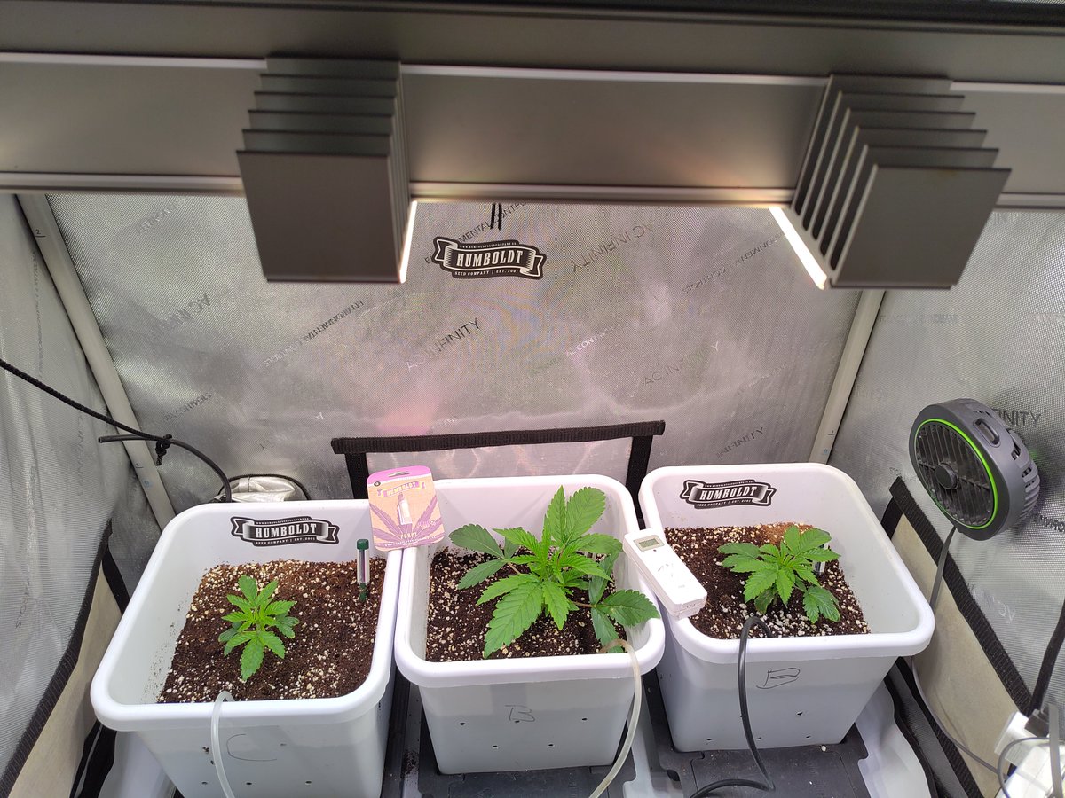 hanfvolk's tweet photo. Und auch hier sind 3/3 Samen zuverlässig gekeimt.
Purpz
@HumboldtSeed
Company kann man nur empfehlen! #Hanfvolk #Selbstversorgung #Homegrow #SANlight https://t.co/7egqAJBOaG