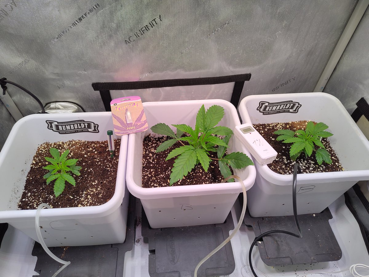 hanfvolk's tweet photo. Und auch hier sind 3/3 Samen zuverlässig gekeimt.
Purpz
@HumboldtSeed
Company kann man nur empfehlen! #Hanfvolk #Selbstversorgung #Homegrow #SANlight https://t.co/7egqAJBOaG