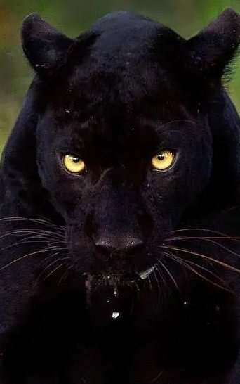 RoaringEspada's tweet photo. @Yylfordt__ https://t.co/ZwWhtiGEdT