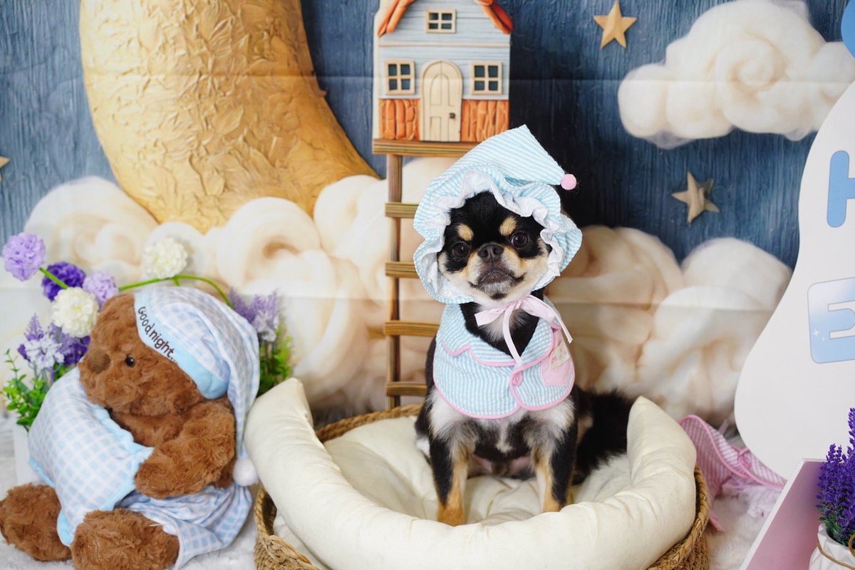 ai_burlesque's tweet photo. 実はめちゃくちゃカワイイ息子と暮らしてます🫶🏻🐶 https://t.co/daRcd9GGJ5