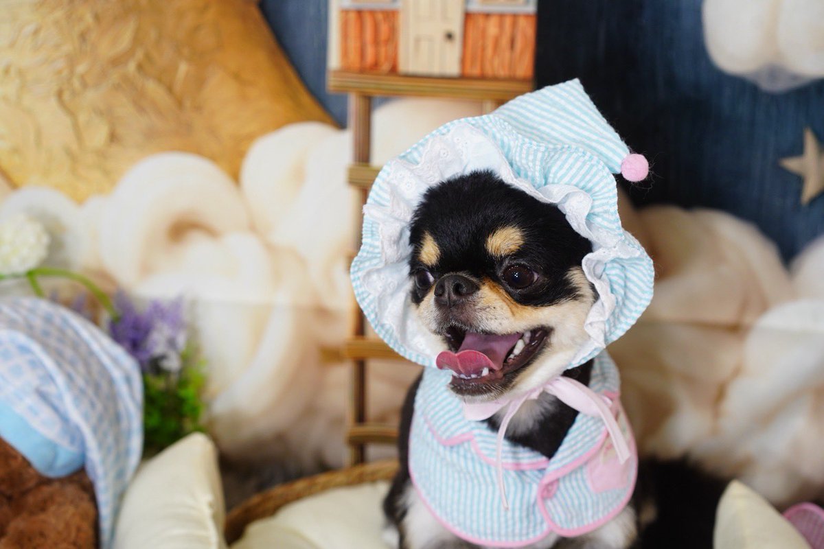 ai_burlesque's tweet photo. 実はめちゃくちゃカワイイ息子と暮らしてます🫶🏻🐶 https://t.co/daRcd9GGJ5