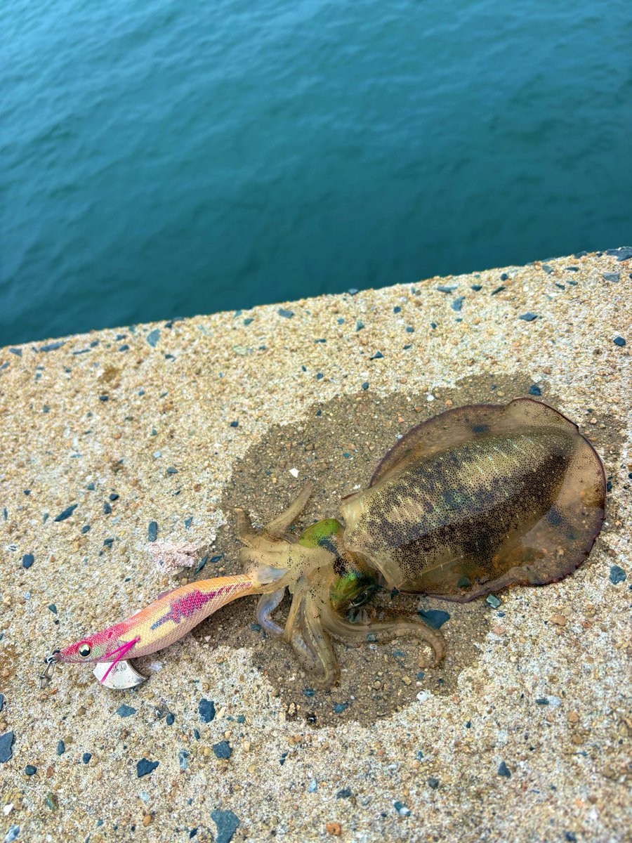 DX39715648's tweet photo. 🦑 https://t.co/ZKwrbZeNyo