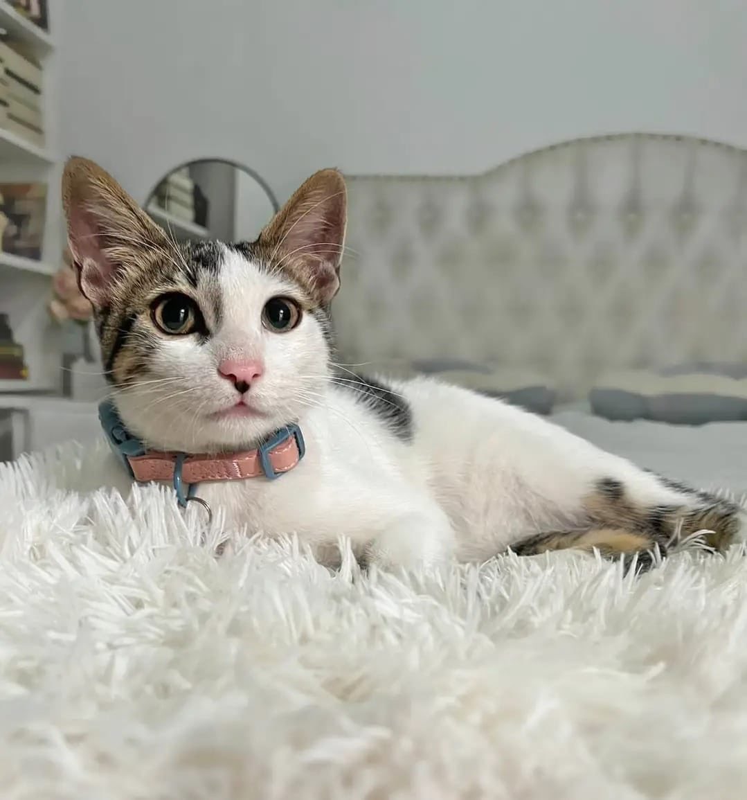 pawssperu's tweet photo. Hace unos días rescatamos a este gatito del ataque brutal de un perro. 
Estuvo llorando todo el camino hacia la veterinaria. Tenía miedo, y temblaba hasta q se dio cuenta que solo queríamos ayudarlo. Lo llamamos Angelito. Tiene 4 meses y está en busca de una familia. COMPARTIR🙏🏼 https://t.co/jDbNHQTWNk