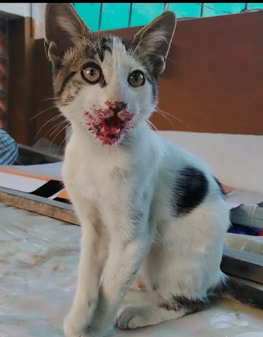 pawssperu's tweet photo. Hace unos días rescatamos a este gatito del ataque brutal de un perro. 
Estuvo llorando todo el camino hacia la veterinaria. Tenía miedo, y temblaba hasta q se dio cuenta que solo queríamos ayudarlo. Lo llamamos Angelito. Tiene 4 meses y está en busca de una familia. COMPARTIR🙏🏼 https://t.co/jDbNHQTWNk