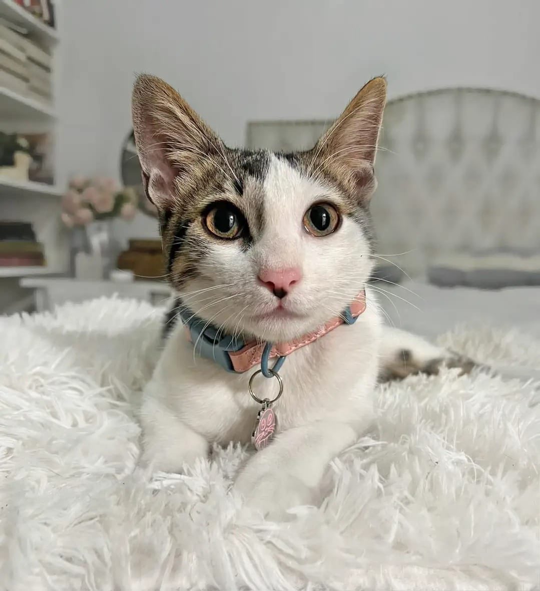 pawssperu's tweet photo. Hace unos días rescatamos a este gatito del ataque brutal de un perro. 
Estuvo llorando todo el camino hacia la veterinaria. Tenía miedo, y temblaba hasta q se dio cuenta que solo queríamos ayudarlo. Lo llamamos Angelito. Tiene 4 meses y está en busca de una familia. COMPARTIR🙏🏼 https://t.co/jDbNHQTWNk