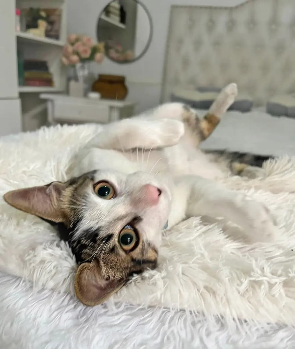 pawssperu's tweet photo. Hace unos días rescatamos a este gatito del ataque brutal de un perro. 
Estuvo llorando todo el camino hacia la veterinaria. Tenía miedo, y temblaba hasta q se dio cuenta que solo queríamos ayudarlo. Lo llamamos Angelito. Tiene 4 meses y está en busca de una familia. COMPARTIR🙏🏼 https://t.co/jDbNHQTWNk