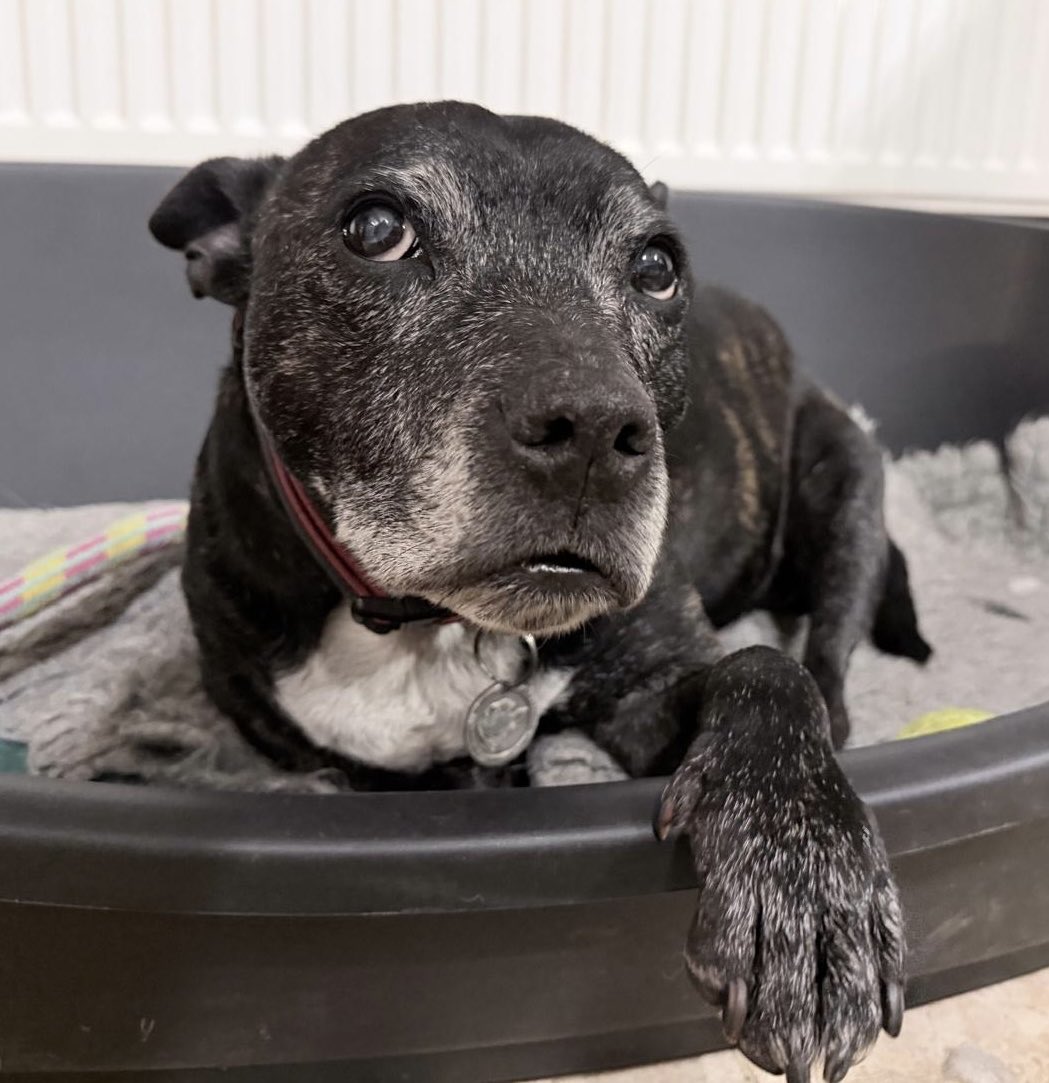 RPD2025STELLA's tweet photo. Remembering Stella on #StaffieSaturday ❤️🐶 https://t.co/M7b1elH3AY