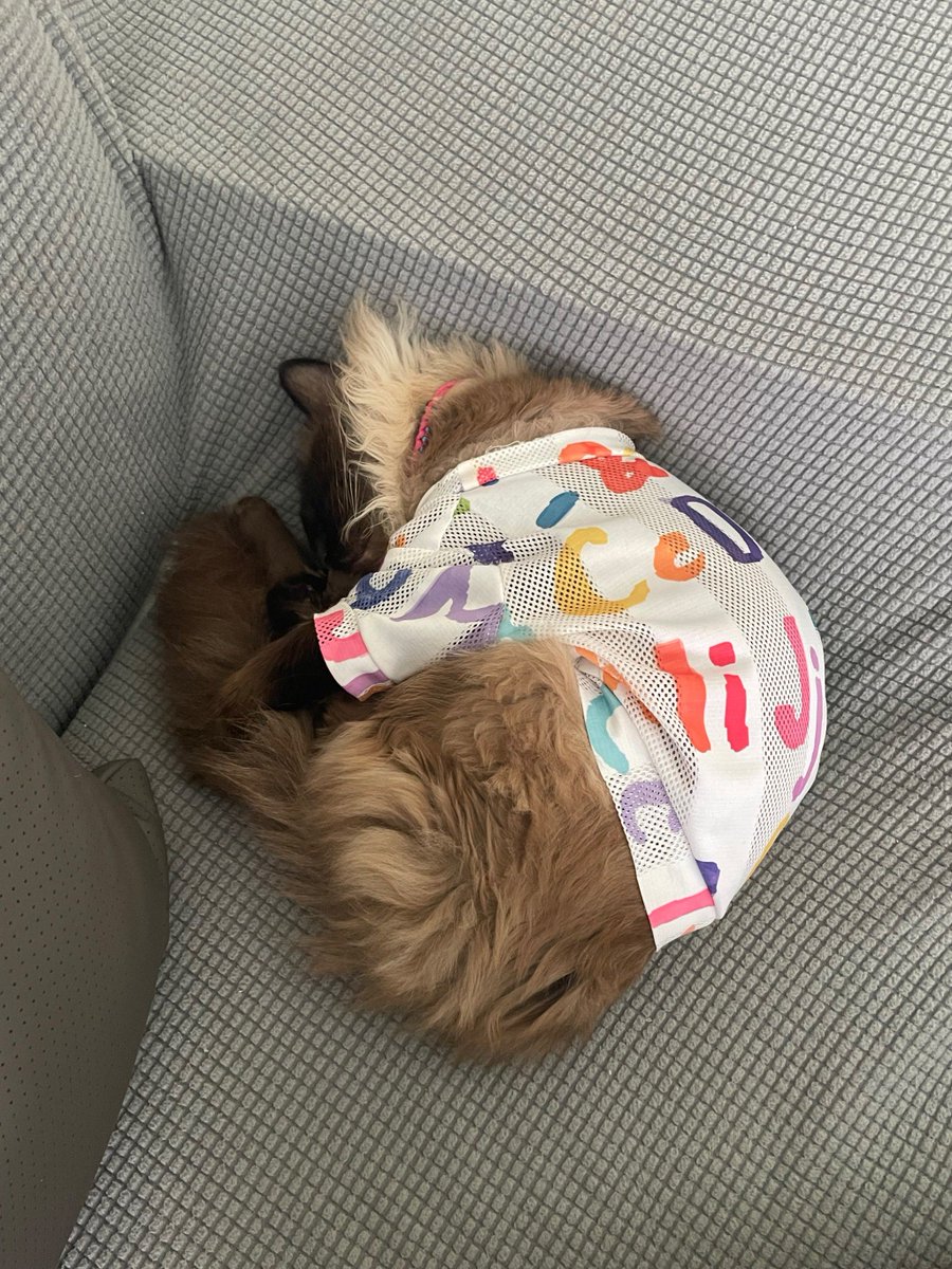 livaq976842's tweet photo. Just found my cat napping on the freshly folded laundry I spent an hour stacking — my soft "work of art" has a permanent fur blanket now , https://t.co/s8gF2aVNe5