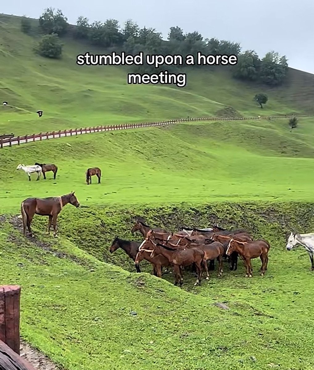 horseimage's tweet photo. https://t.co/TYal0h1cAF