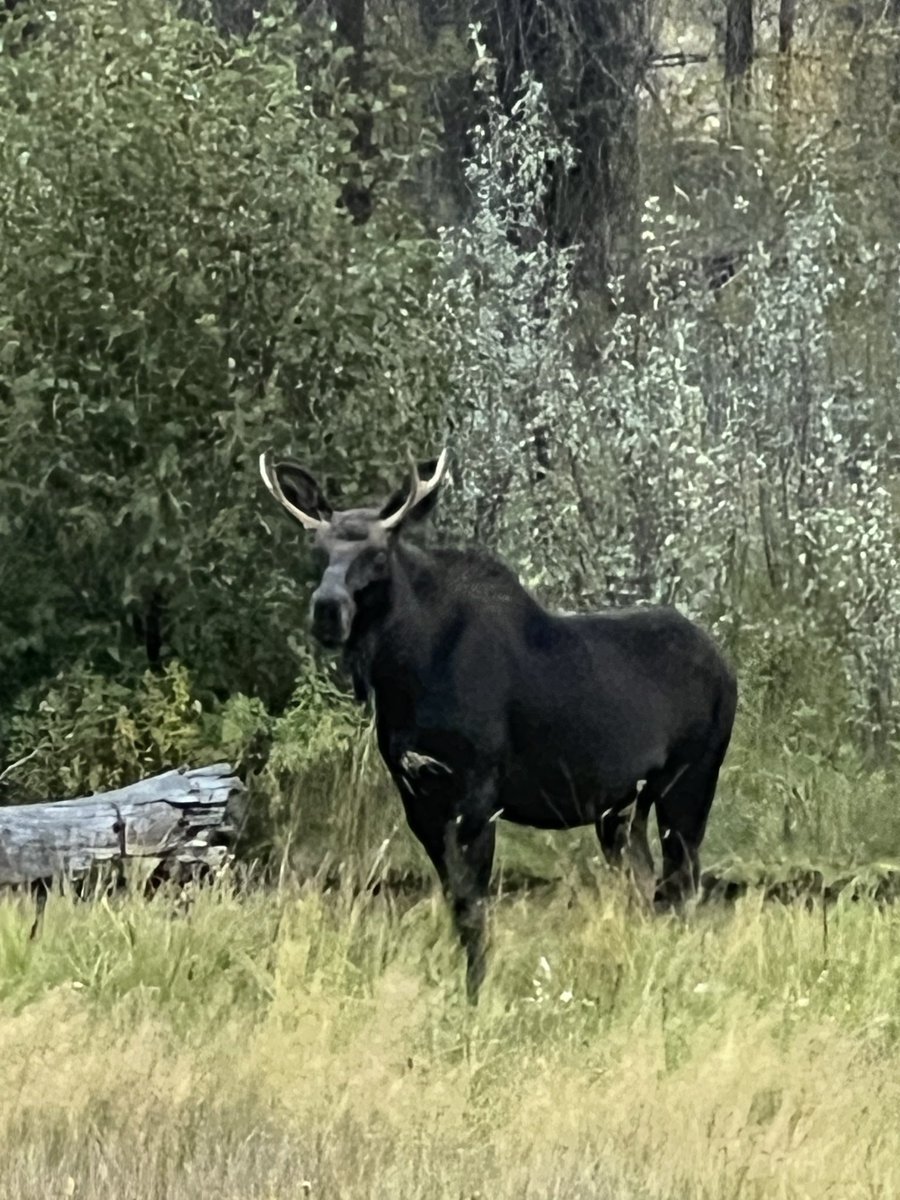 THEDJCHERRY's tweet photo. @Trail_Cams https://t.co/5ztChqcJPE