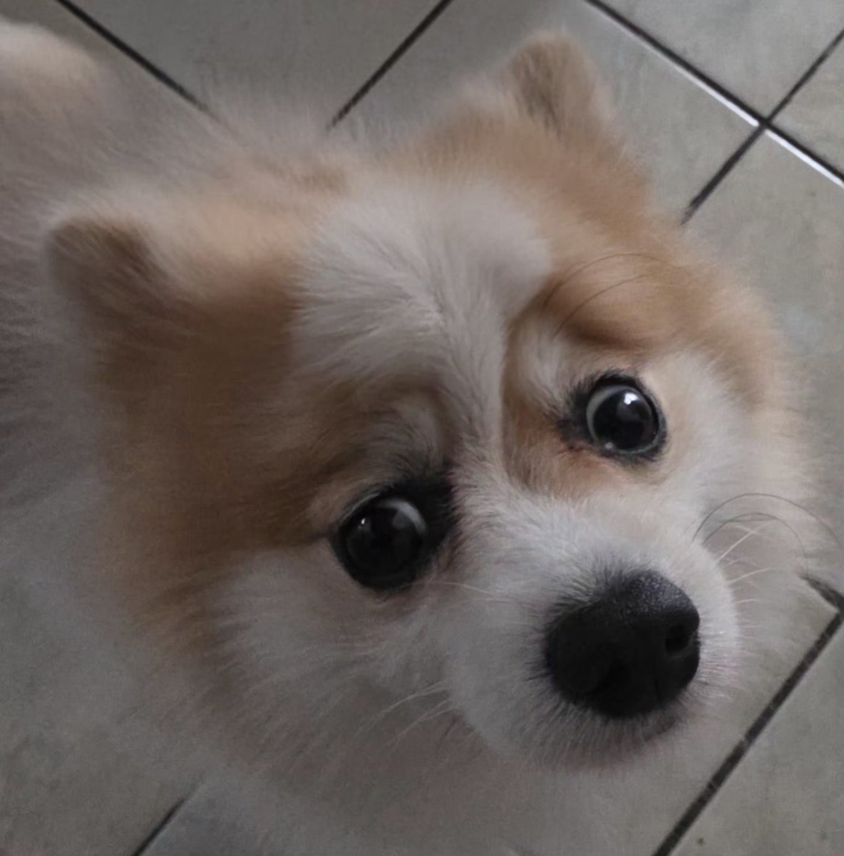 lllolller's tweet photo. Took a picture of my dog and he looks, funny https://t.co/VGGFSmTKBU