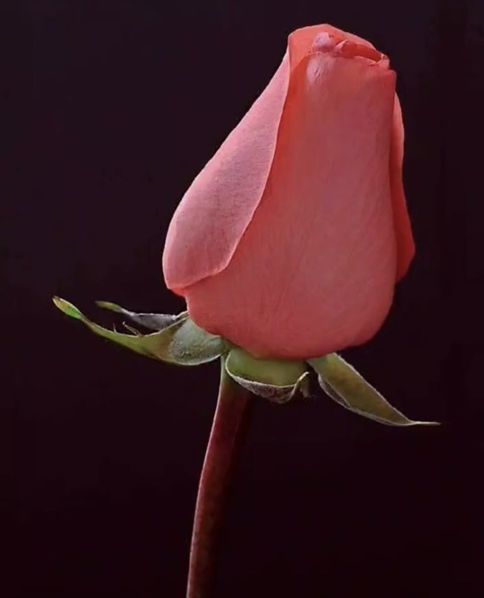 halkadi's tweet photo. 🌻نحن عجيبون نخجل من الحب ولا نخجل من الكره.!!
*مقولة عذبة لاتحتاج لصداق زفّها العزيز @alrotayyan 
#بوح_الشفق https://t.co/ERJwh2Jmrg