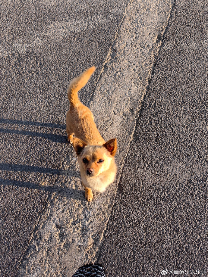 biane453457's tweet photo. Nothing beats coming home to a wagging tail and warm purrs—today’s small joy: my fur baby greeting me at the door. https://t.co/YfebiYVciF