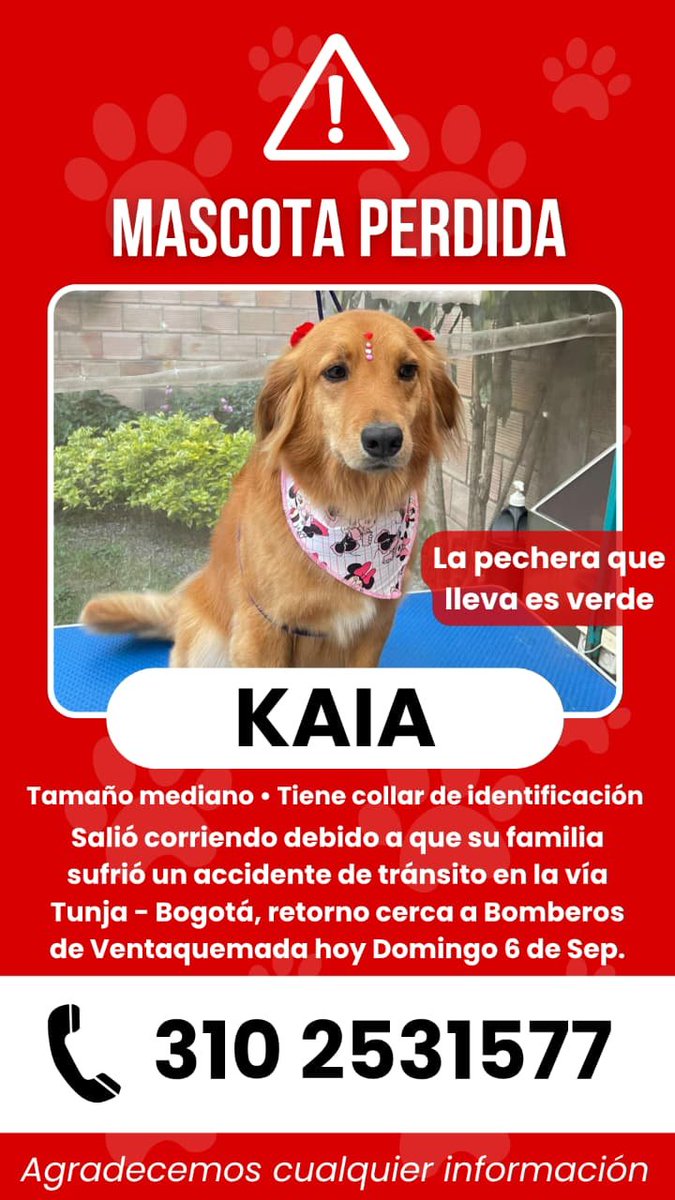 Marce_Tabares's tweet photo. 🆘️ Vía #Bogotá #Tunja, sector Ventaquemada. Kaia y su familia tuvieron un accidente el 06.09.2026 y desde eso está perdida. Su familia la busca 🙏👇👇 https://t.co/yq4nVICgOK