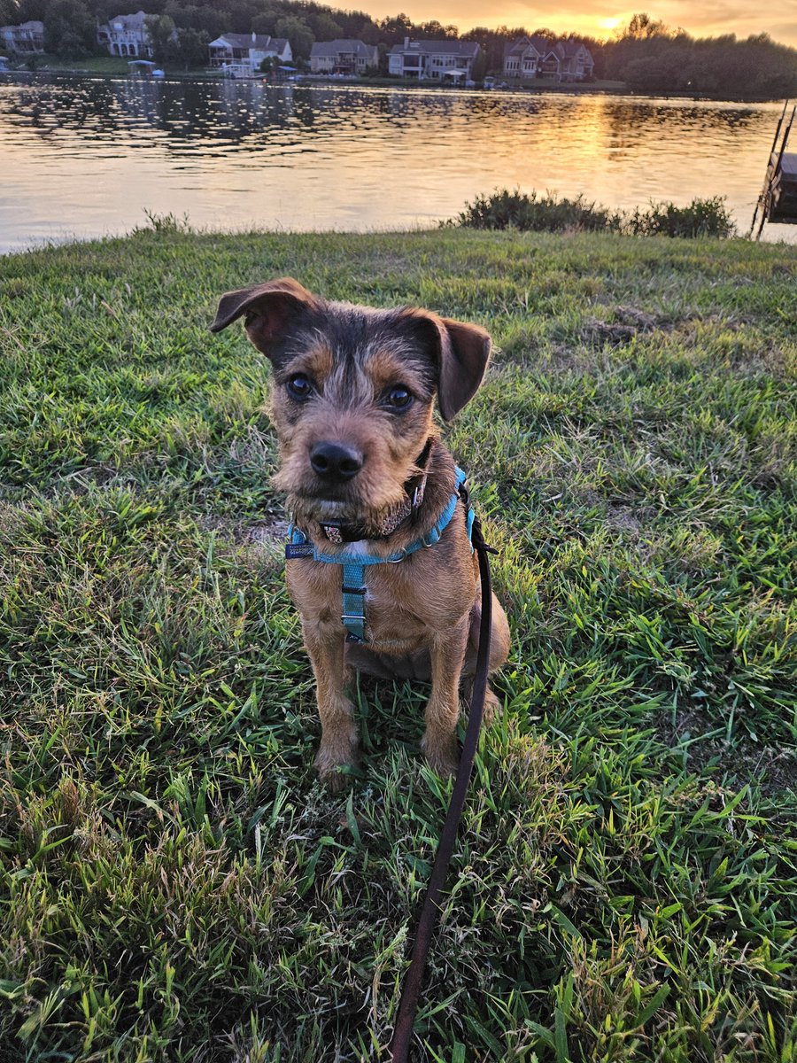 roseinkc's tweet photo. Daisy learned a new word last night: Bar-B-Q. She also learned that following small children at dinner often results in bonus tasty snacks.
#DailyDoseofDaisy #DogsLife #DogsofX https://t.co/e5mgC8Y9WG