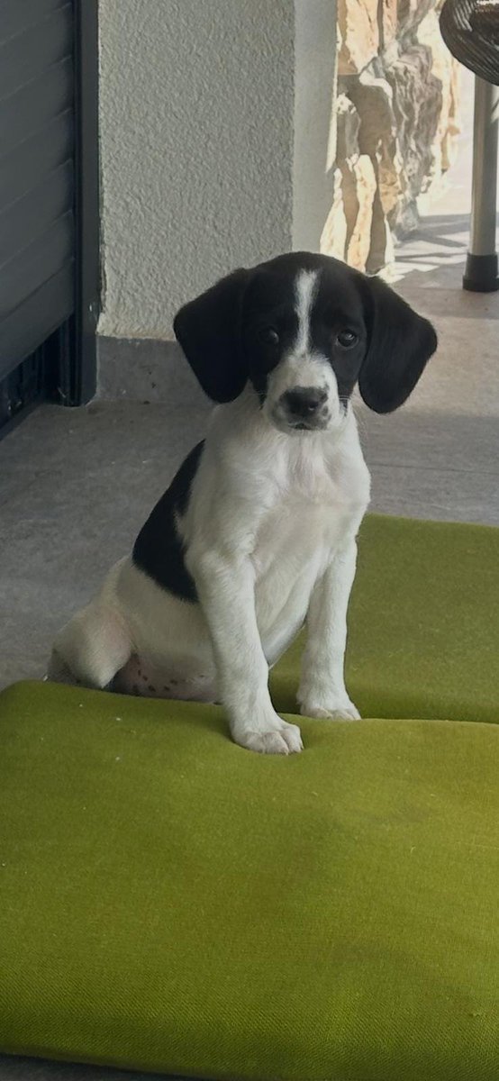 Ljiljan65880270's tweet photo. ❤🐾Prelepa Mila ceka svoj konacni dom🐾❤Pronadjena je u veoma losem stanju ali...Ljubav i nega su ucinili da ona postane razigrana lepotica 🤗Stara je oko 4 meseca ,prosla komplet vet pregled,zdravo stene 🤗Prevoz do udomitelja obezbedjen ☑️MOLIM RT🙏🏿 https://t.co/nLfQkFDlEv