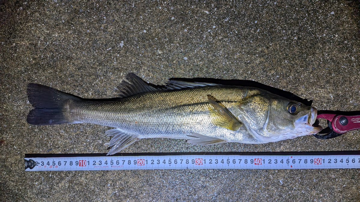 nagaya_pta's tweet photo. シーバス54cm約50cm2匹✨足元しか釣れんかった💦 https://t.co/6smEJQvKOI
