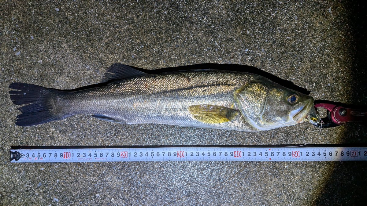 nagaya_pta's tweet photo. シーバス54cm約50cm2匹✨足元しか釣れんかった💦 https://t.co/6smEJQvKOI