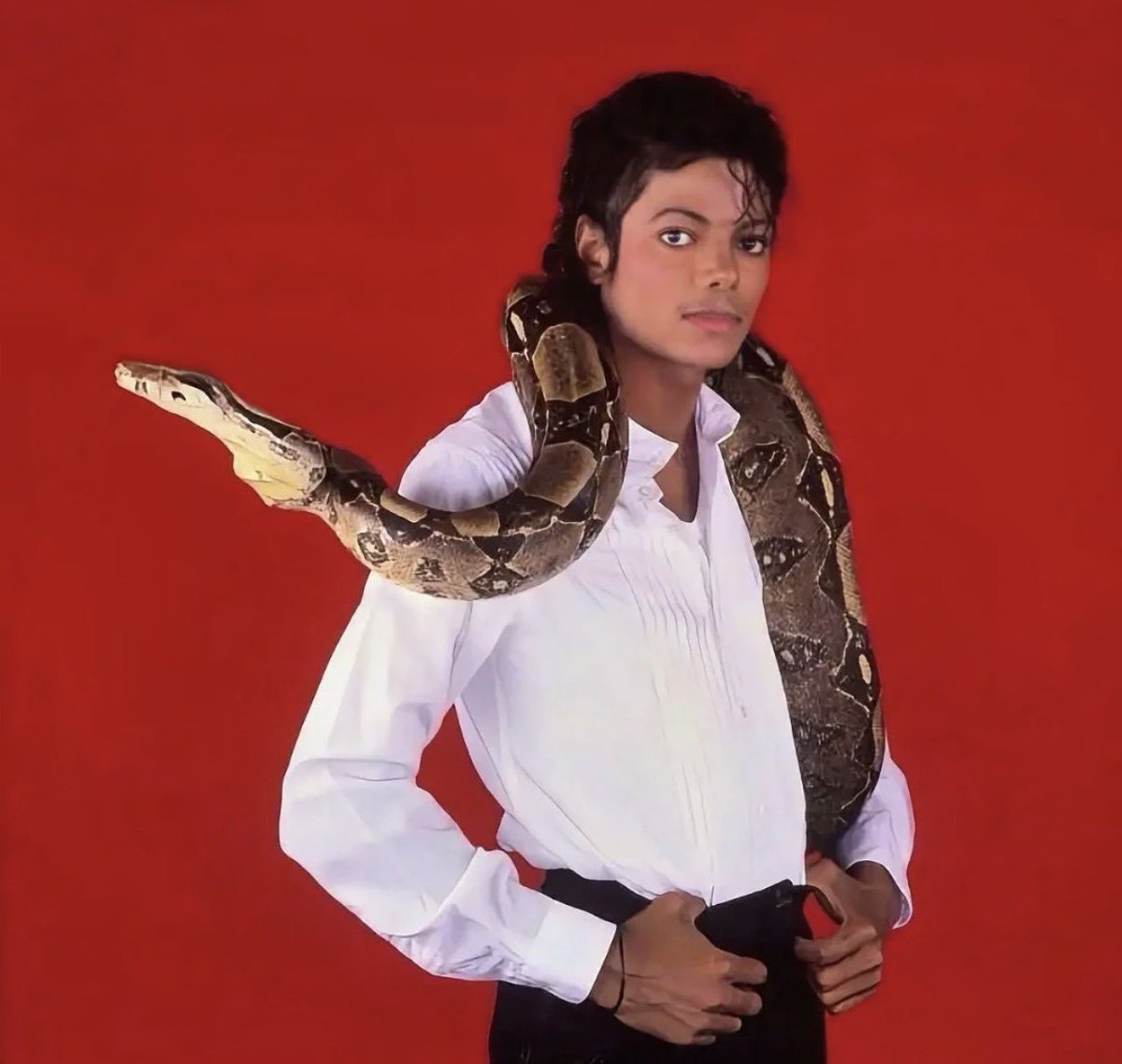 Sound_Scrape's tweet photo. Michael Jackson with his Pet Boa Constrictor named ‘Muscles’ (1987) https://t.co/KONaPZW4ZQ