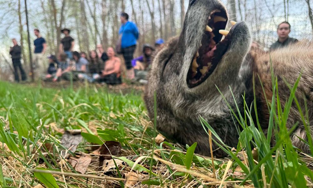 MacEwanU's tweet photo. Summer at #MacEwanU meant gardening, beekeeping, international travel – and meeting more than a few furry friends!

Here’s what we got up to on and off campus:  https://t.co/09YASTUYcq 

#abpse https://t.co/yBpnVwQ5pN